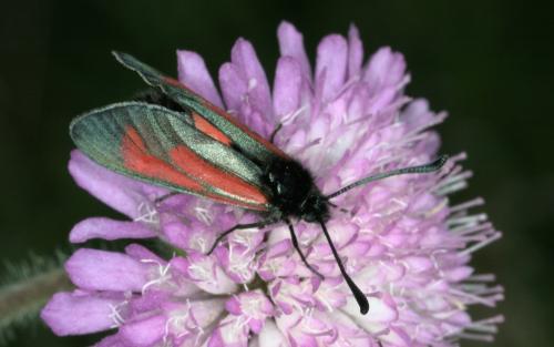 Réf. 304 978 : Zygaena sp.